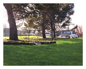 Grass