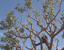 Rancho California Landscaping